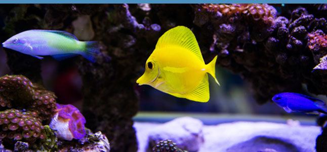 Saltwater reef tank at Imagine Advanced Dental Arts
